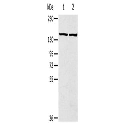 TBC1D4 rabbit polyclonal antibody