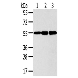 ISM2 rabbit polyclonal antibody