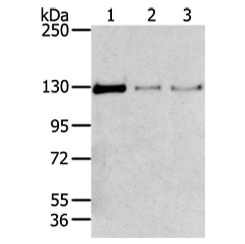TRIM24 rabbit polyclonal antibody