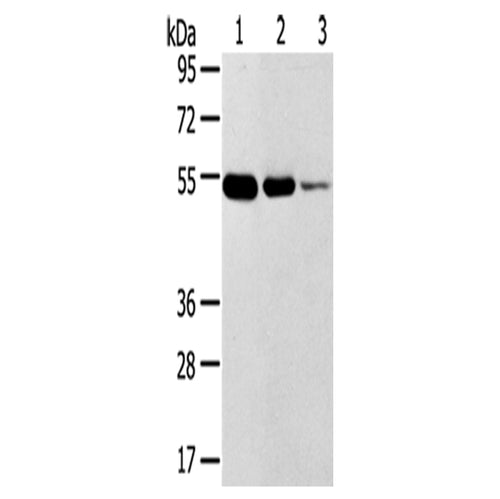 TMPRSS11F rabbit polyclonal antibody