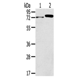 TNIP1 rabbit polyclonal antibody