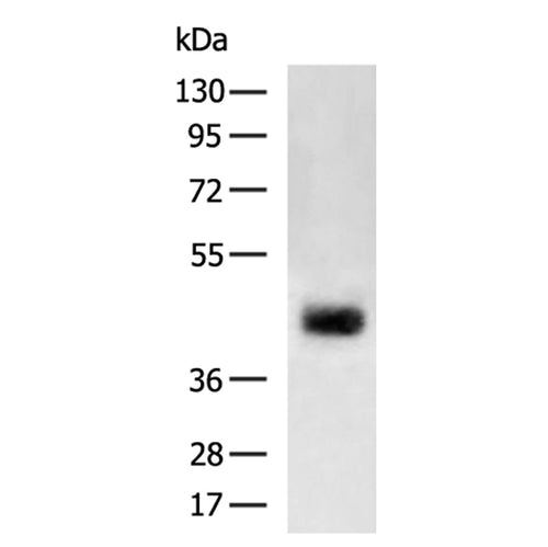 WNT2 rabbit polyclonal antibody
