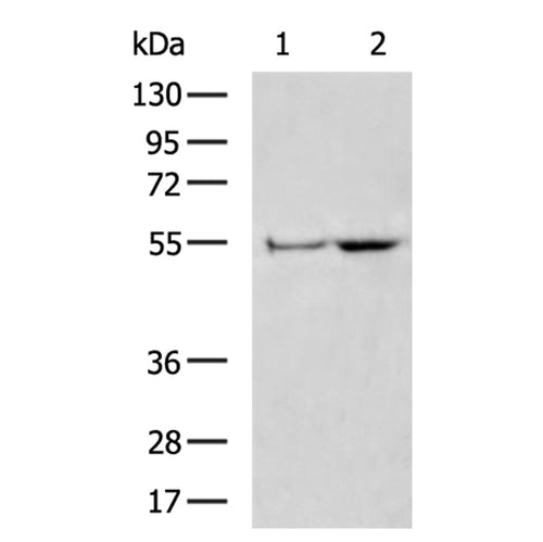 SLC7A11 rabbit polyclonal antibody