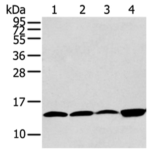 CLDND2 rabbit polyclonal antibody