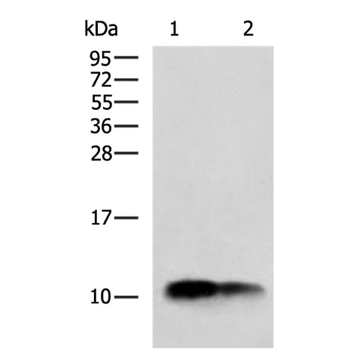COX7C rabbit polyclonal antibody