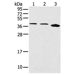 CCNG1 rabbit polyclonal antibody