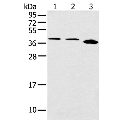 CCNG1 rabbit polyclonal antibody