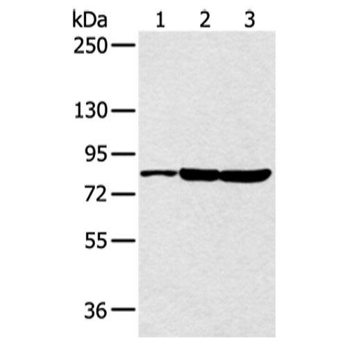 CCNT2 rabbit polyclonal antibody