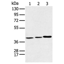 MORF4L1 rabbit polyclonal antibody