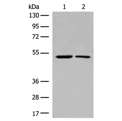 CHRNA9 rabbit polyclonal antibody