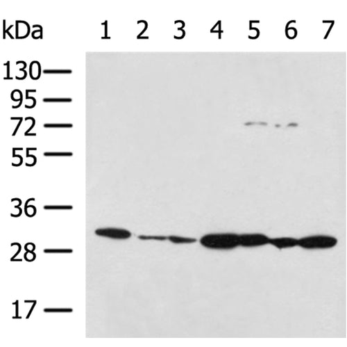 PRDX4 rabbit polyclonal antibody