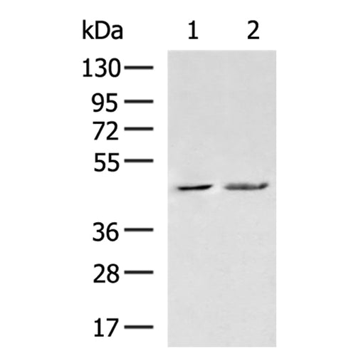 P2RY4 rabbit polyclonal antibody