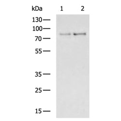 TBX3 rabbit polyclonal antibody