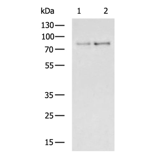 TBX3 rabbit polyclonal antibody