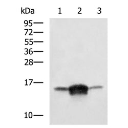 IFITM1 rabbit polyclonal antibody
