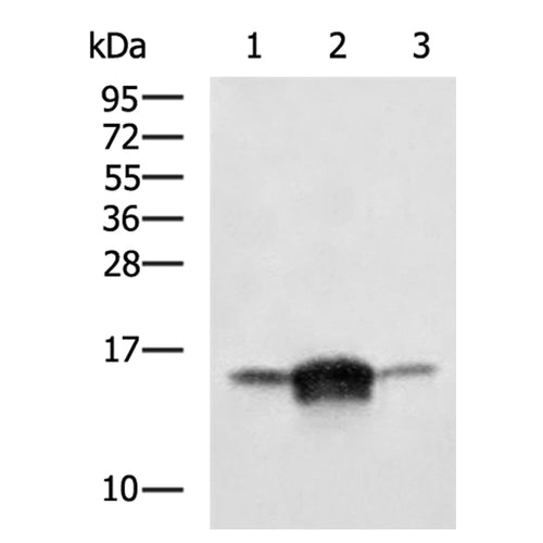 IFITM1 rabbit polyclonal antibody
