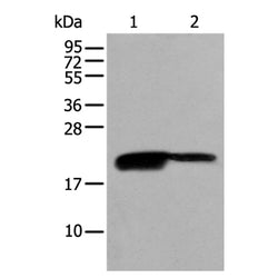 BRI3BP rabbit polyclonal antibody