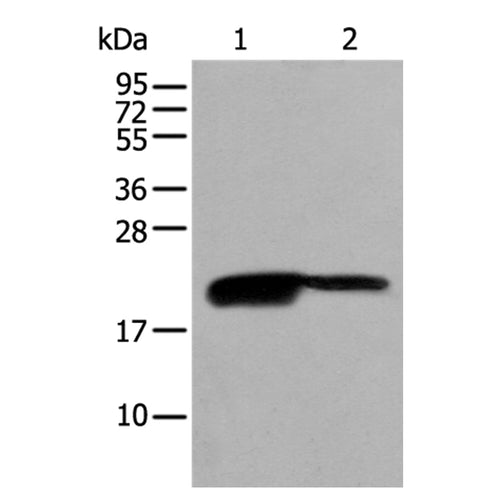 BRI3BP rabbit polyclonal antibody