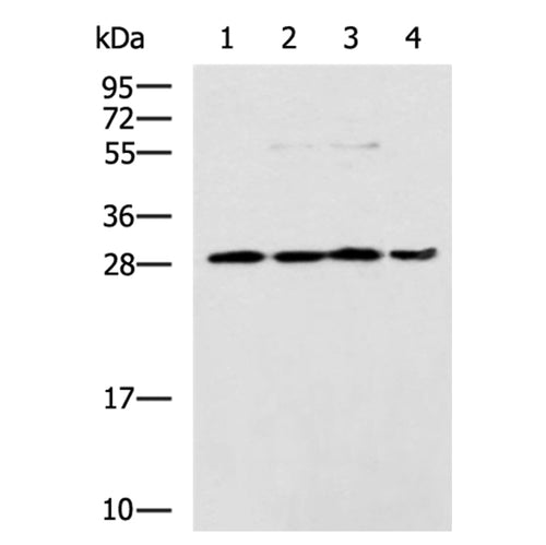 HOXC9 rabbit polyclonal antibody
