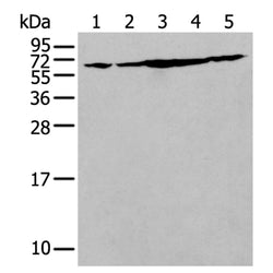 IRF5 rabbit polyclonal antibody