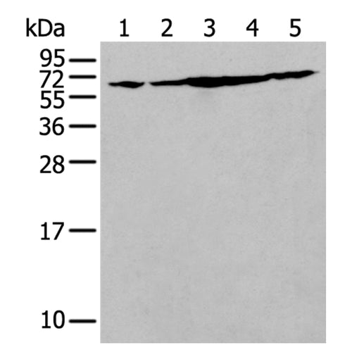 IRF5 rabbit polyclonal antibody