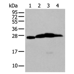 MOG rabbit polyclonal antibody