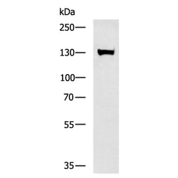 CNTN1 rabbit polyclonal antibody