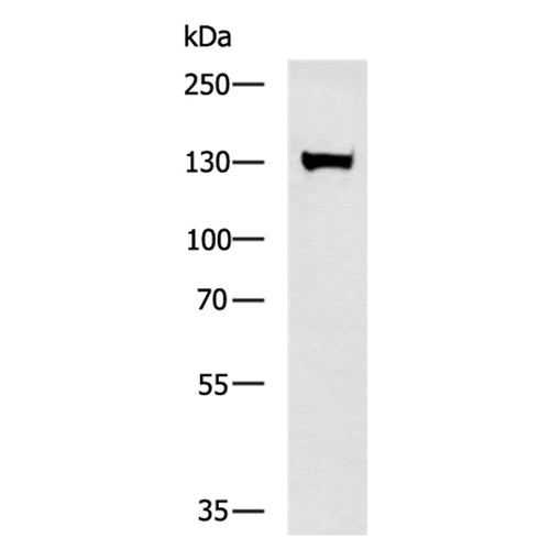 CNTN1 rabbit polyclonal antibody