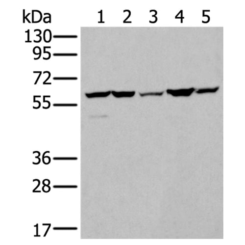 ZBTB3 rabbit polyclonal antibody