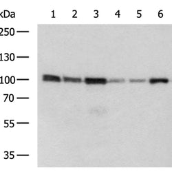 XAB2 rabbit polyclonal antibody