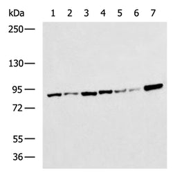 VPS35 rabbit polyclonal antibody