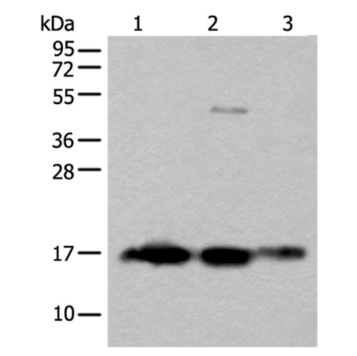 SNCB rabbit polyclonal antibody