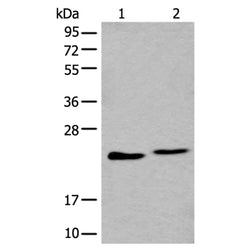 BLVRB rabbit polyclonal antibody