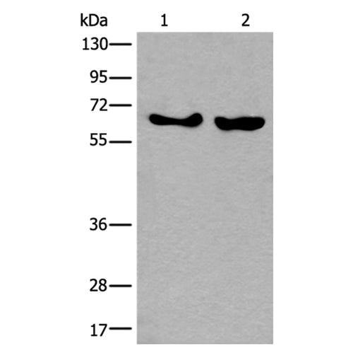 BORA rabbit polyclonal antibody