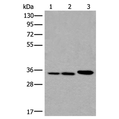 RPF2 rabbit polyclonal antibody