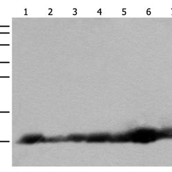 ATP5MPL rabbit polyclonal antibody
