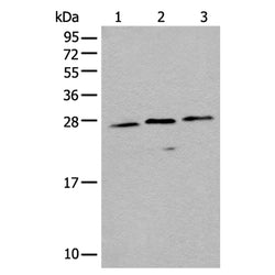 EMC10 rabbit polyclonal antibody