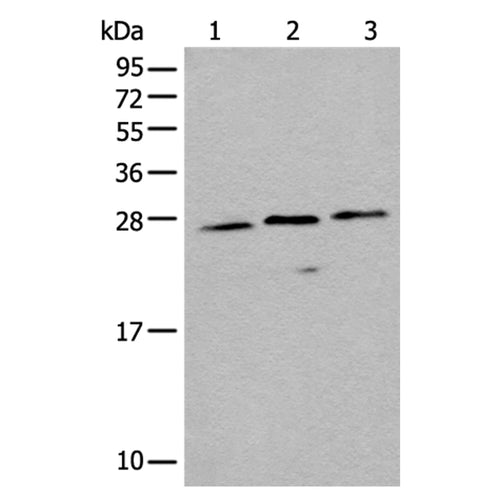 EMC10 rabbit polyclonal antibody
