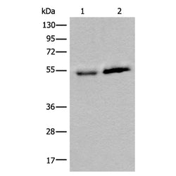 CCDC85C rabbit polyclonal antibody