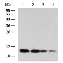 COX7A2L rabbit polyclonal antibody