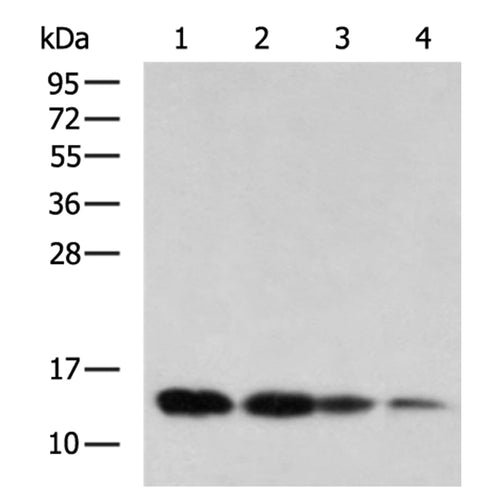 COX7A2L rabbit polyclonal antibody