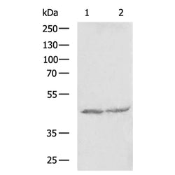 EDA rabbit polyclonal antibody