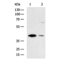 USP12 rabbit polyclonal antibody