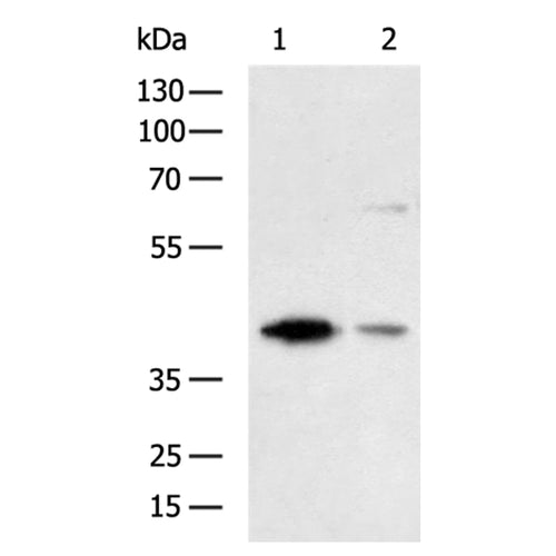 USP12 rabbit polyclonal antibody