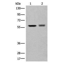 ATL3 rabbit polyclonal antibody