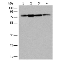PHF21A rabbit polyclonal antibody