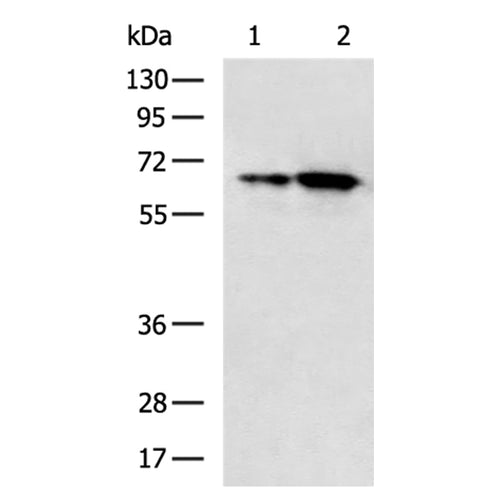 BRD9 rabbit polyclonal antibody