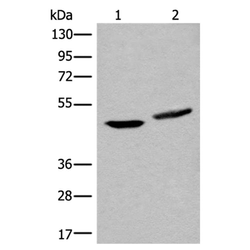 UBR7 rabbit polyclonal antibody