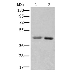 NADK2 rabbit polyclonal antibody