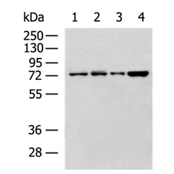 CCNK rabbit polyclonal antibody